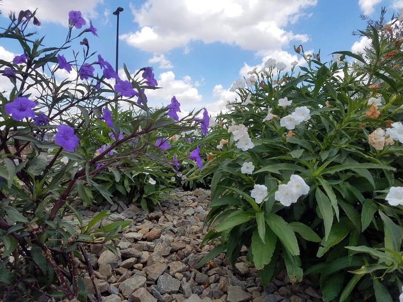 Ruellia brittoniana (Ruellia simplex): flor y riesgo