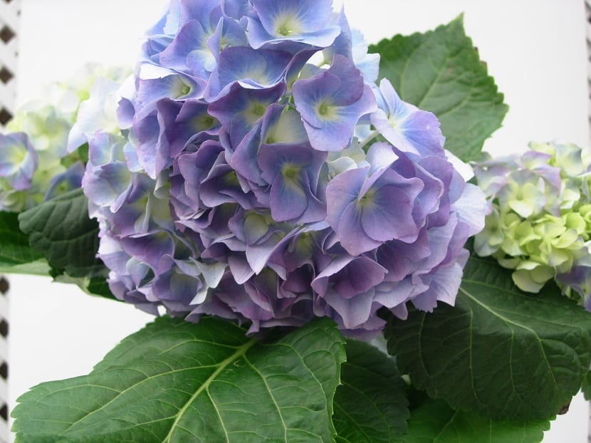 Hortensia de flores moradas indicando el pH del suelo