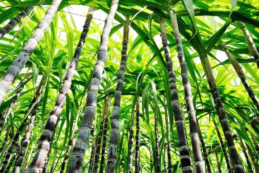 Cañaveral de Saccharum officinarum