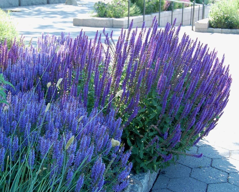 Salvia nemorosa: cultivo, corte de rebrote y cultivares