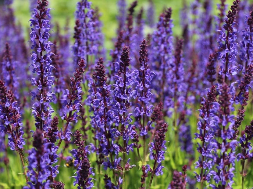Mata compacta de Salvia nemorosa con flores moradas