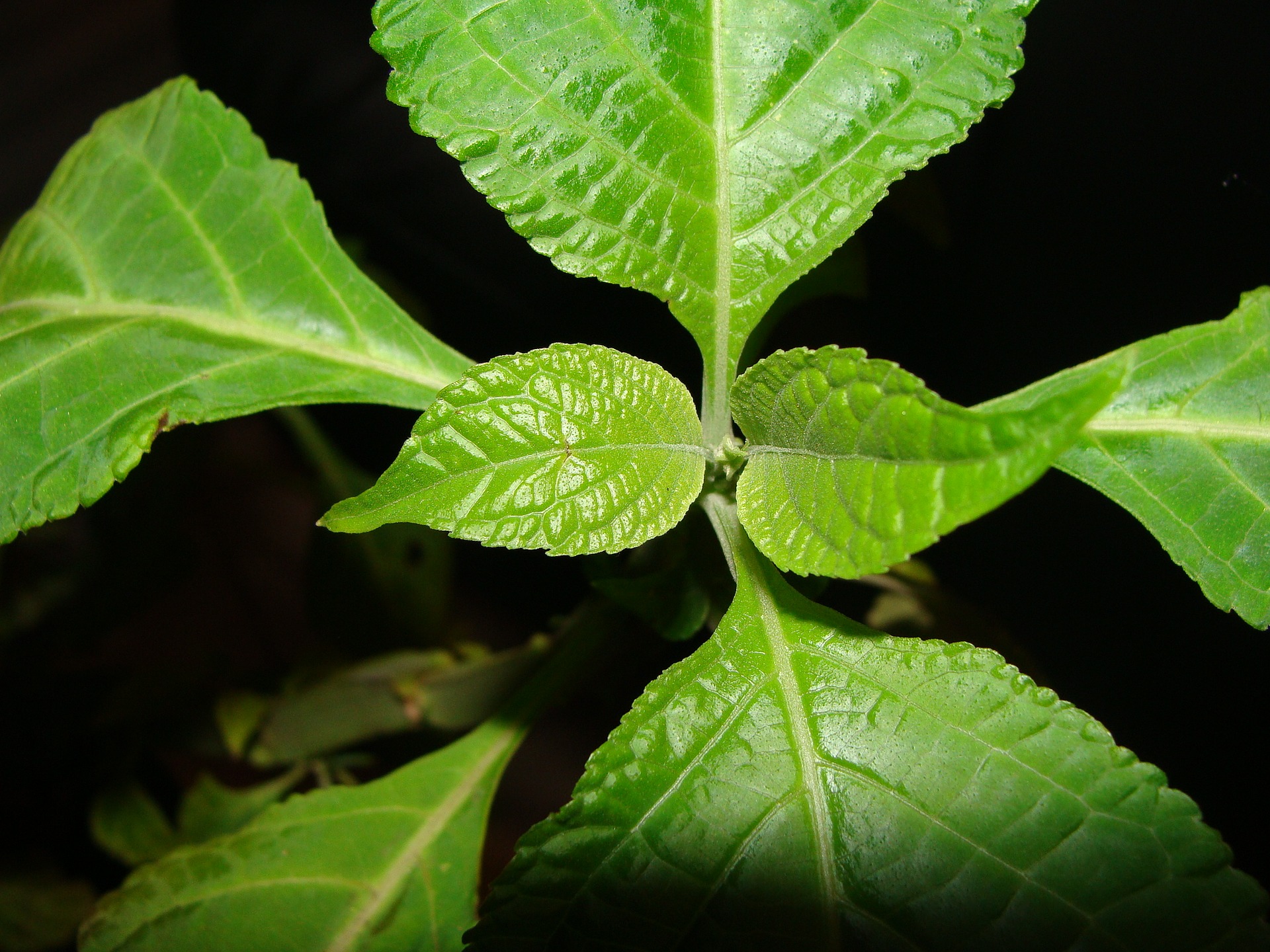 Salvia divinorum: botánica, origen y situación legal