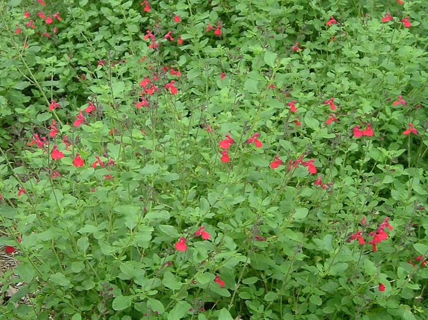 Salvia greggii: cuidados, poda y floración continua