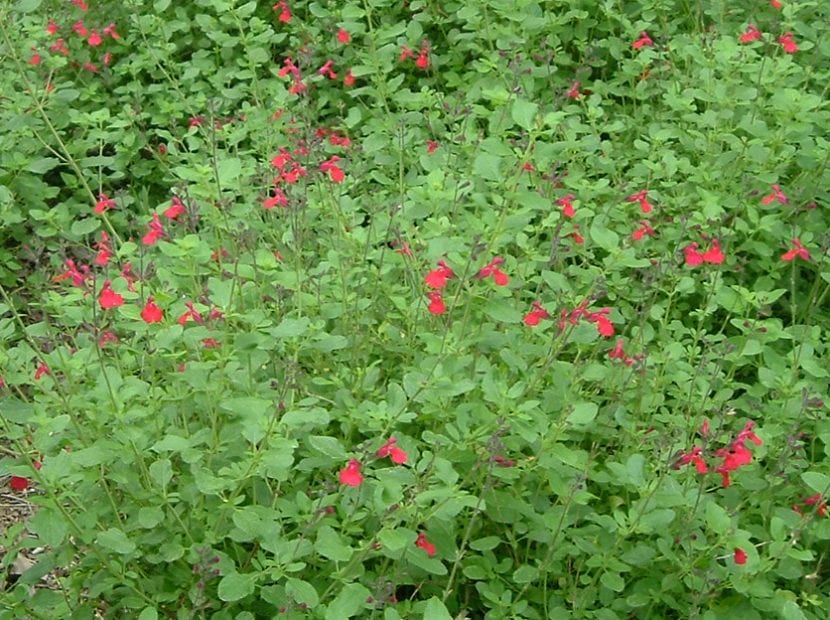 Salvia greggii en flor con corolas rosadas
