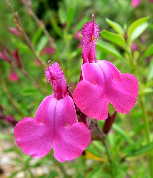 Detalle de flor rosa de Salvia greggii