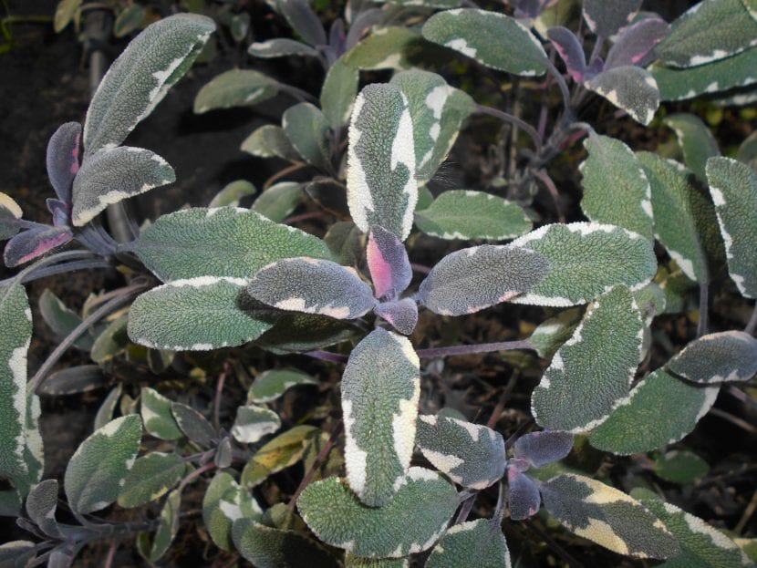 Salvia officinalis Tricolor con hojas verdes, crema y rosadas