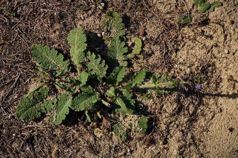 Salvia verbenaca creciendo al borde de un camino