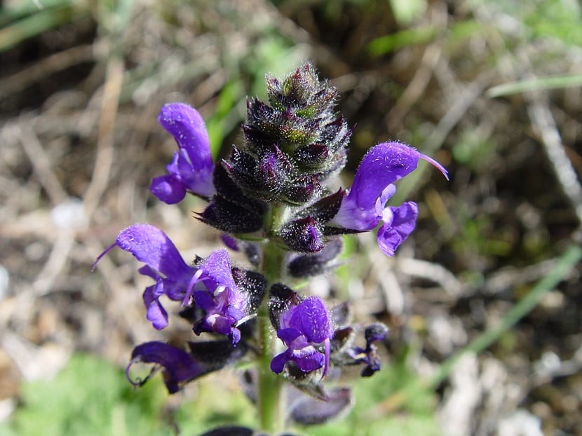 Roseta y varas florales de Salvia verbenaca