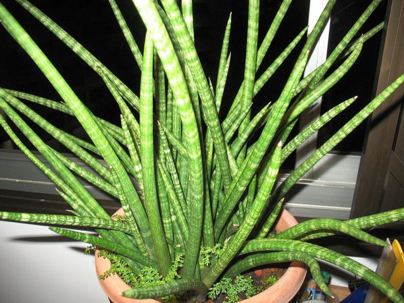 Sansevieria para principiantes: qué perdona y qué no