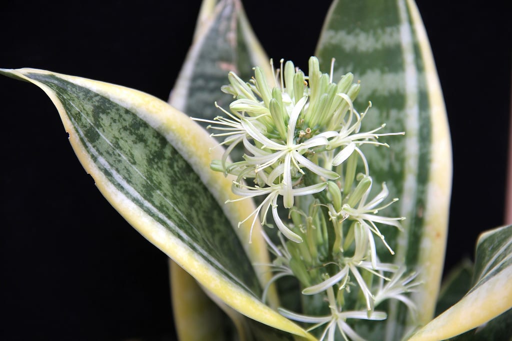 Sansevieria: de género propio a Dracaena, y su fibra