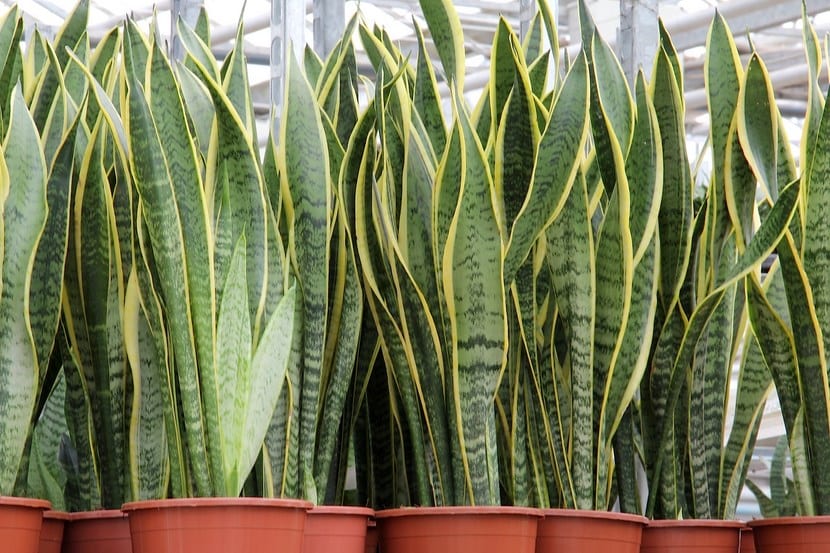 Sansevieria en exterior: jardín seco, sal, viento e invasión