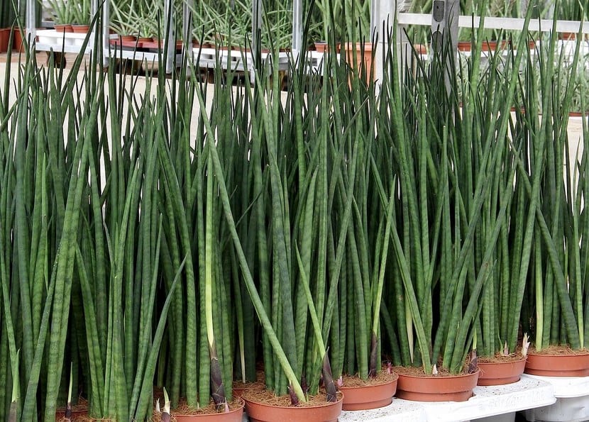 Hojas verticales y variegadas de sansevieria