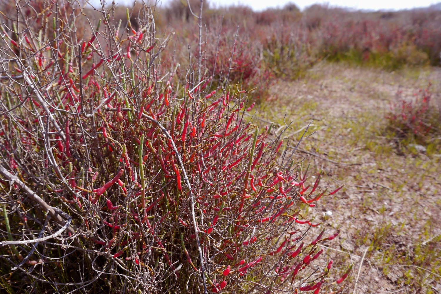 Sarcocornia fruticosa: la sosa y el rojo del saladar