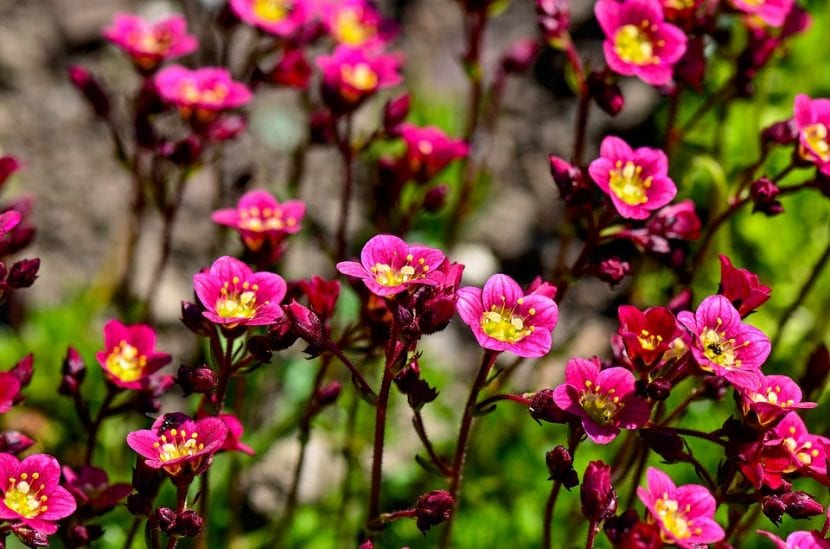 Roseta de saxifraga creciendo en una grieta de roca