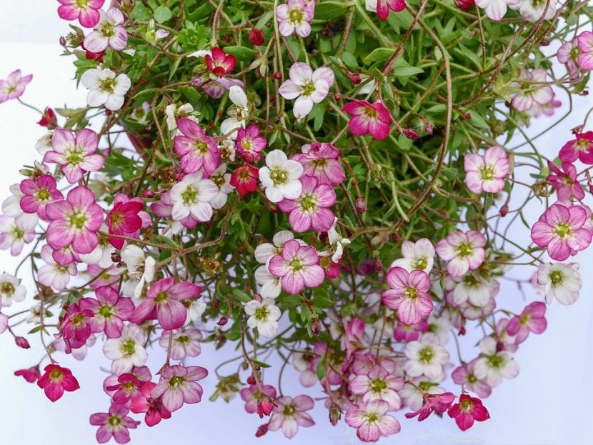 Flores de saxifraga en primavera