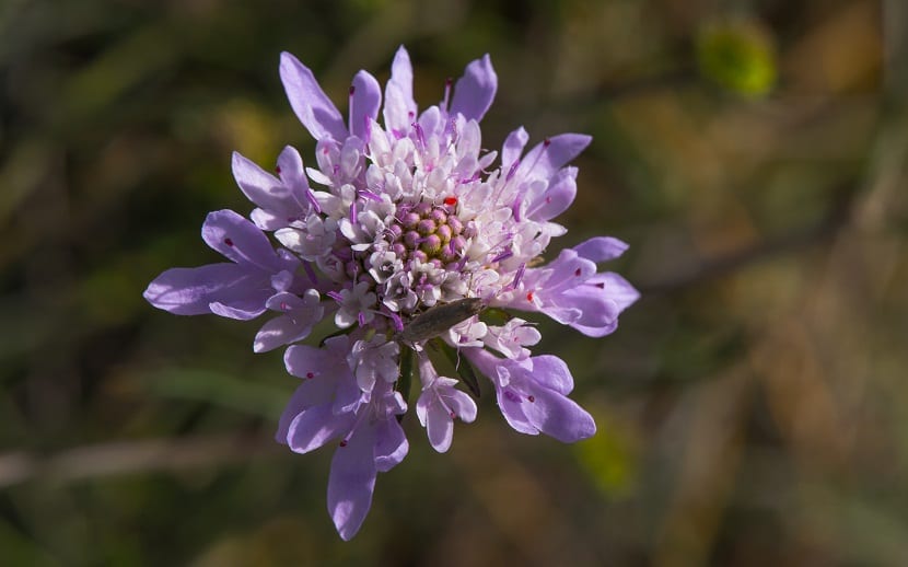 Scabiosa atropurpurea: el capítulo y sus polinizadores