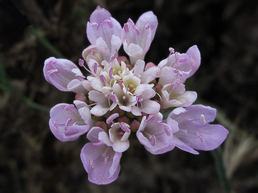 Flor de escabiosa con las flores del borde mayores