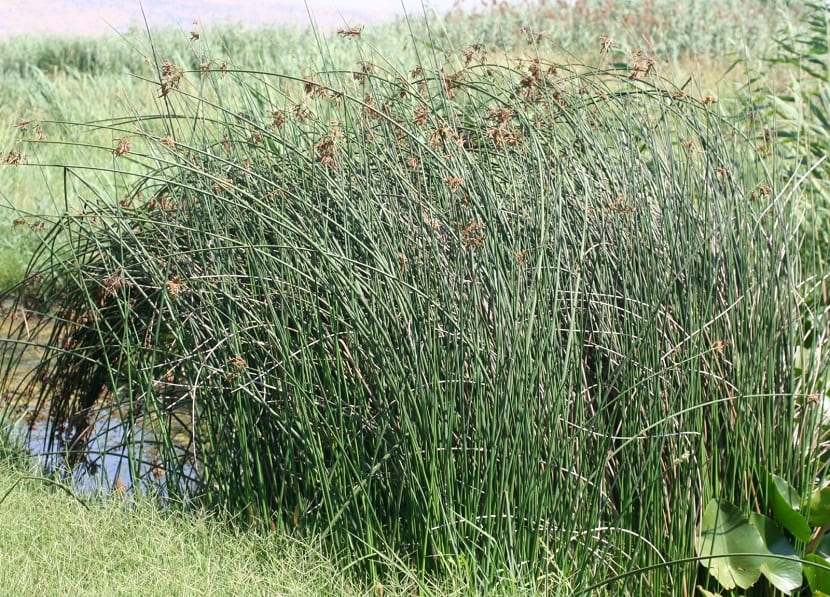 Juncos de laguna emergiendo de agua permanente