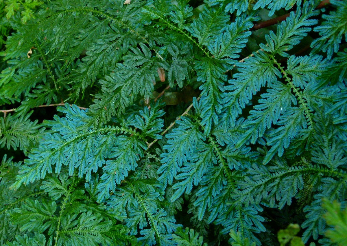 Selaginella con ramificaciones de aspecto parecido al helecho