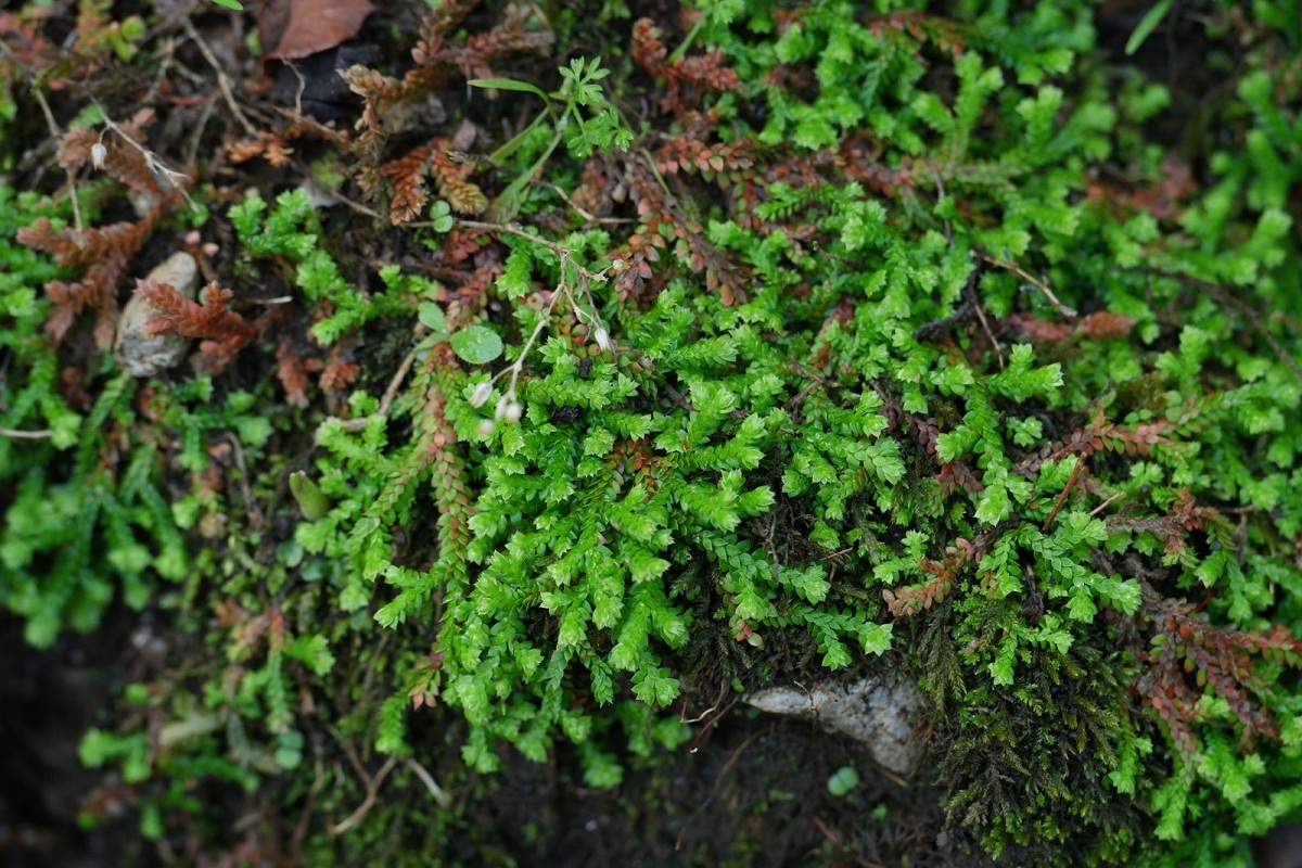 Detalle de las ramitas de una especie de Selaginella