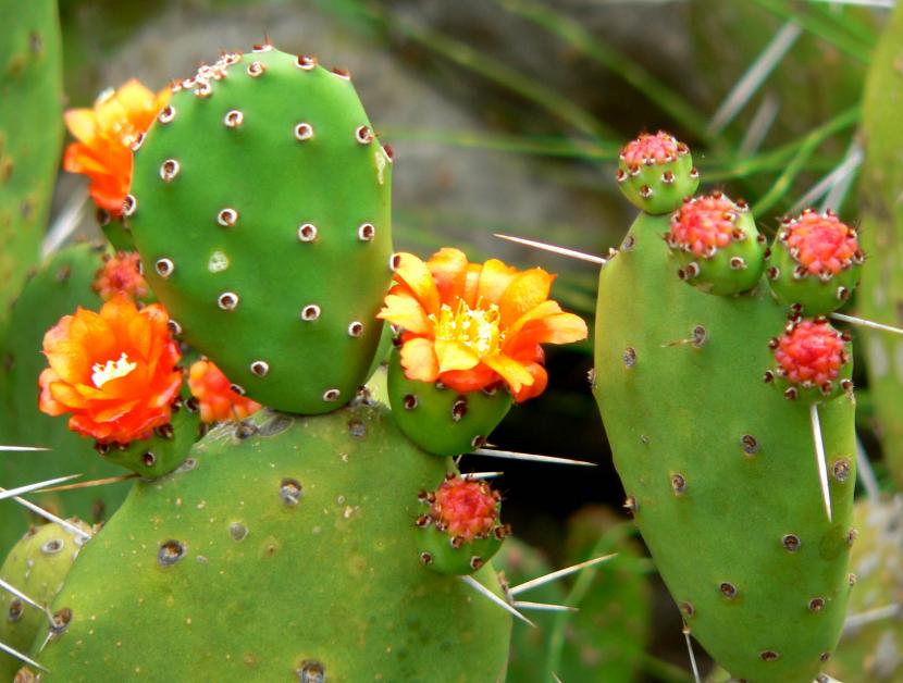 Plantas resistentes a la sequía: selección por grados
