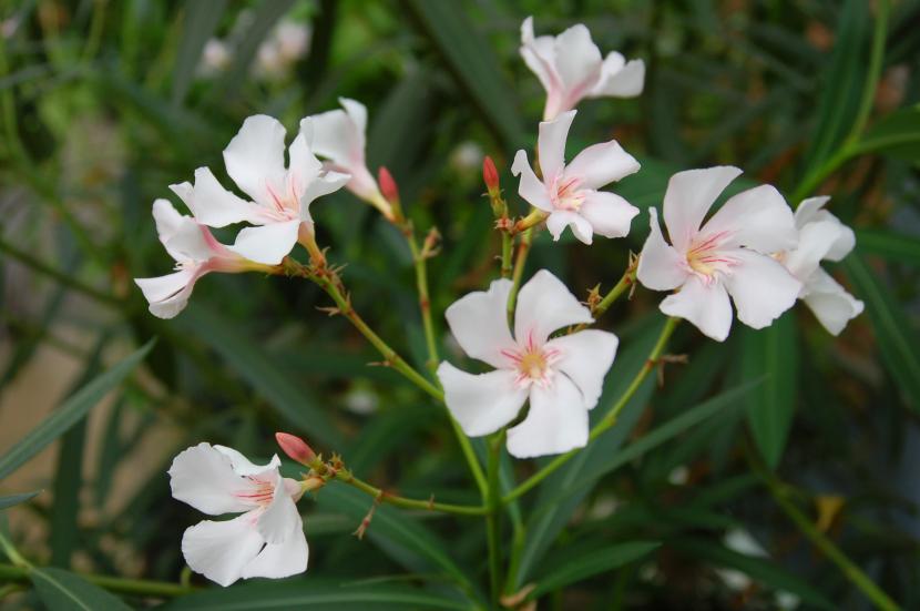 Adelfa en flor, Nerium oleander