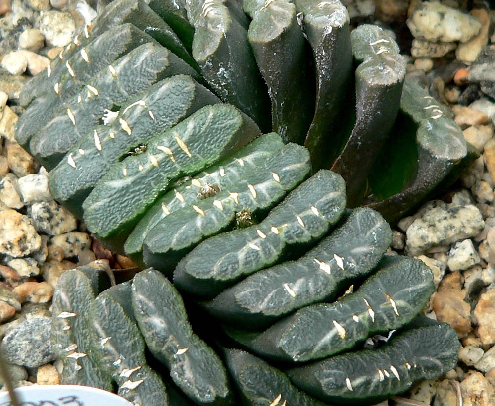 Qué maceta elegir para una planta crasa