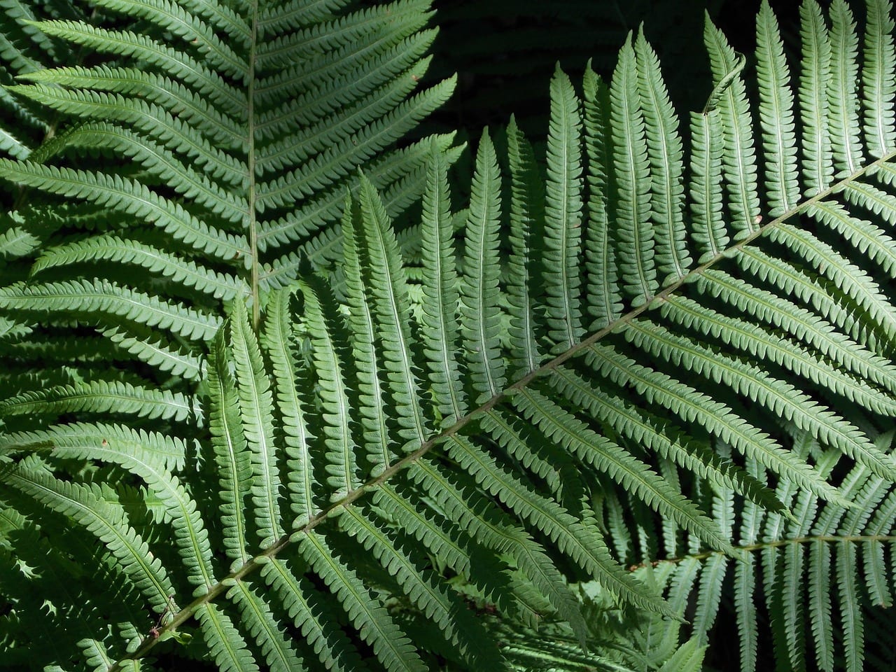 Fronde de helecho con textura fina y hoja pinnada