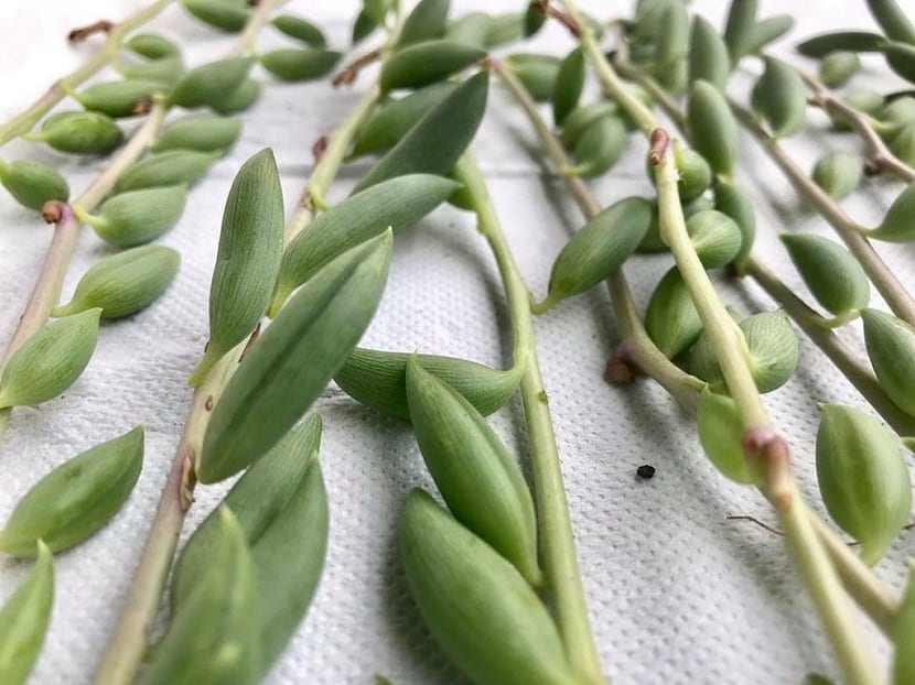 Curio radicans con sus hojas curvadas en forma de plátano