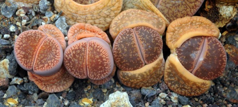Lithops, piedras vivas, camufladas entre el sustrato
