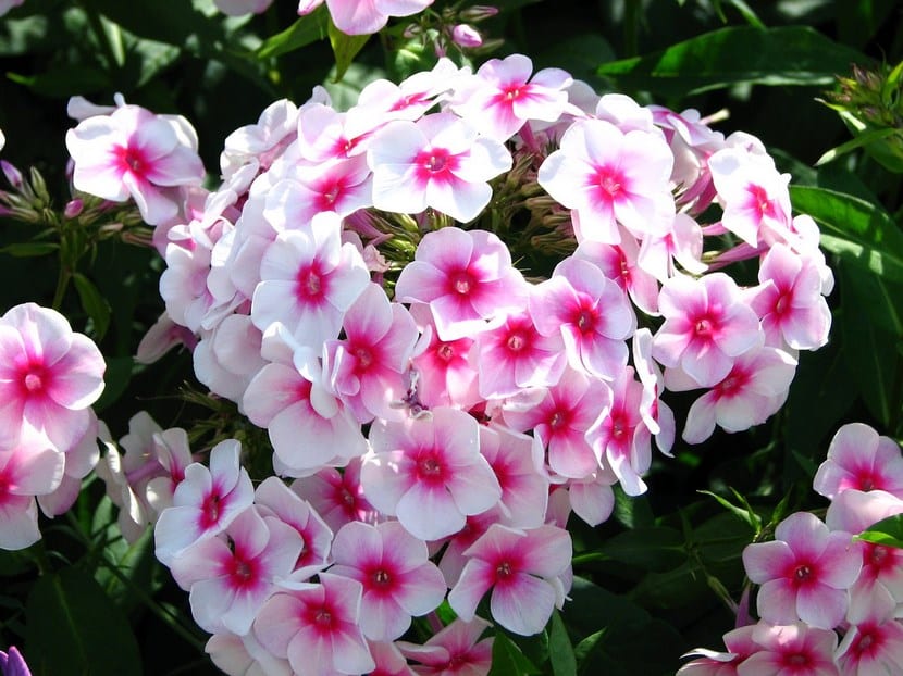 Macizo de plantas anuales de flor