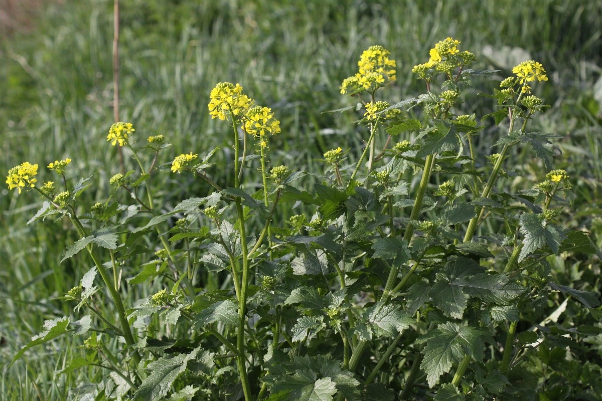 Sinapis arvensis: la mostaza silvestre y su banco de semillas