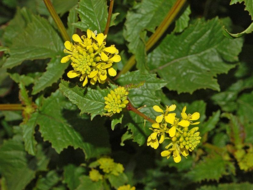 Flor amarilla de Sinapis arvensis