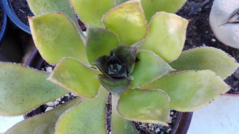 Aeonium con la roseta abierta en un jardín