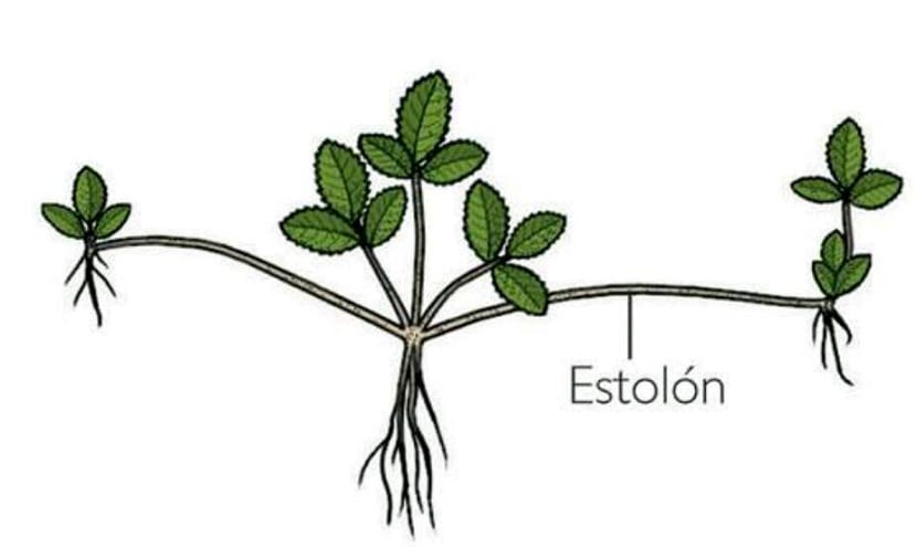 Detalle de un estolón con planta hija