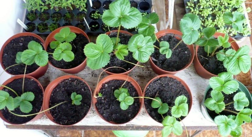 Estolón de una planta enraizando en el suelo