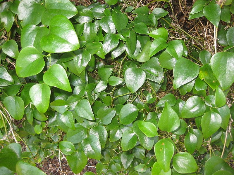 Smilax aspera, la zarzaparrilla del monte mediterráneo