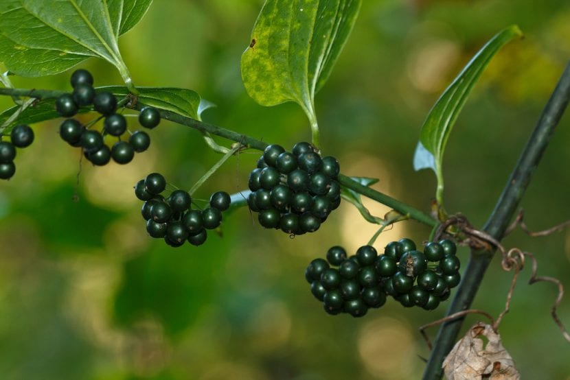 Racimo de frutos rojos de Smilax aspera