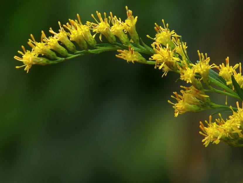 Panícula piramidal de Solidago canadensis