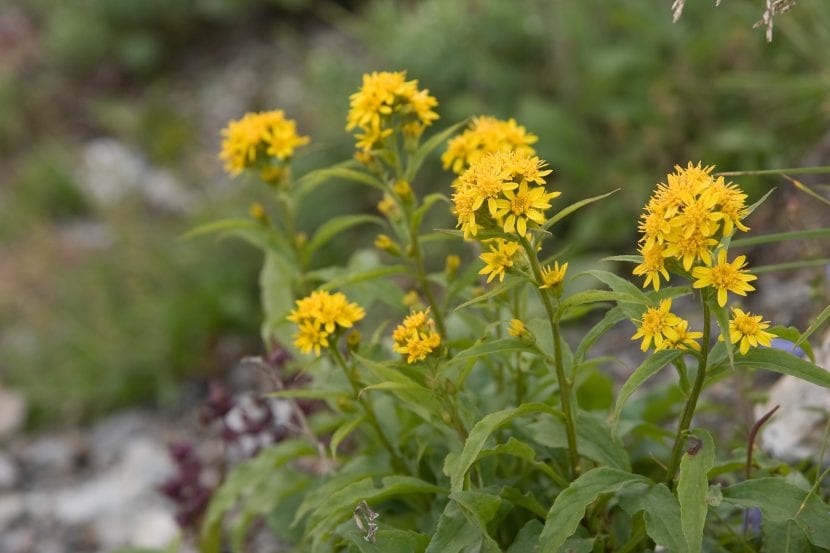 Inflorescencia amarilla de Solidago virgaurea