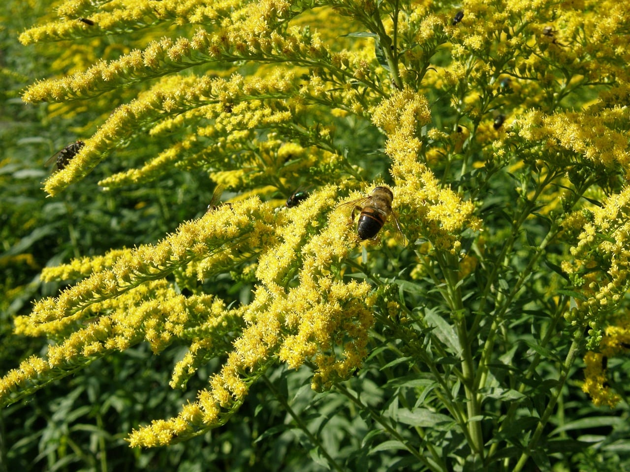 Solidago o vara de oro: no causa la alergia de otoño