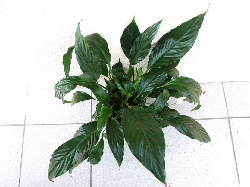 Detalle del espádice y la espata del Spathiphyllum