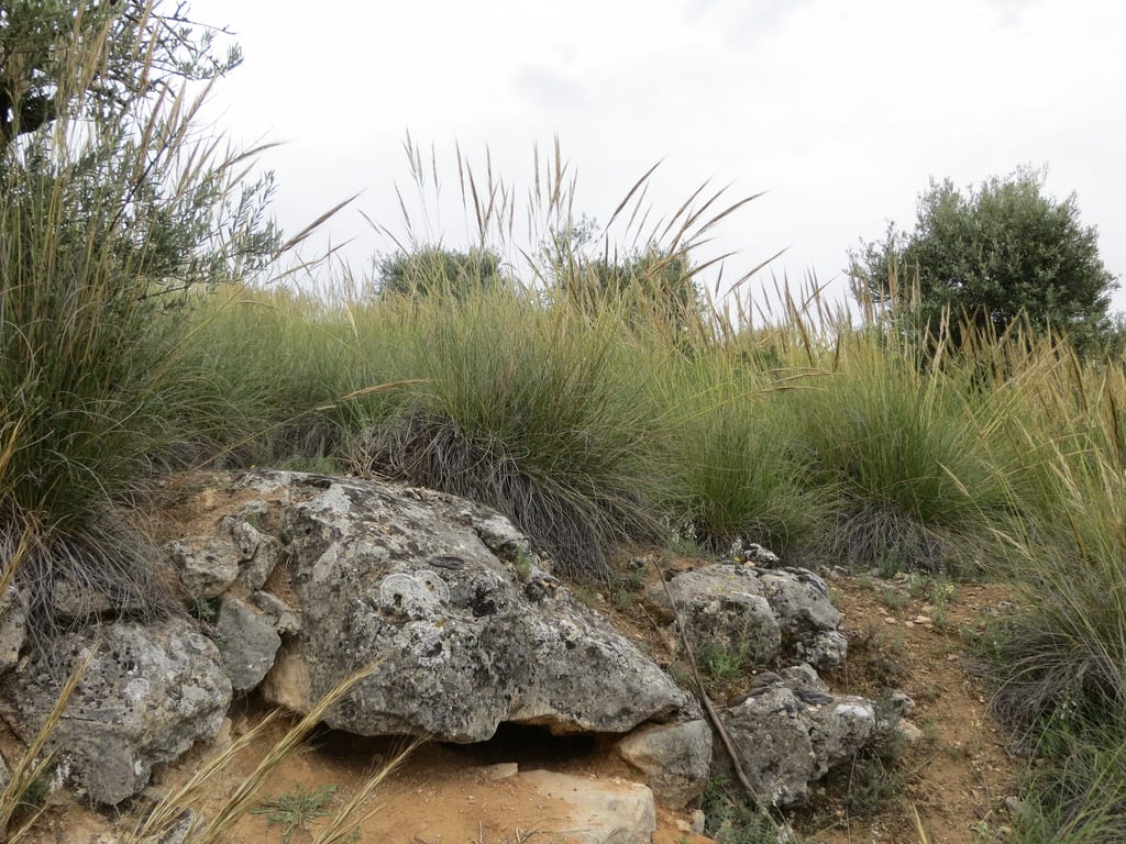 Esparto (Stipa tenacissima): espartal, fibra y restauración