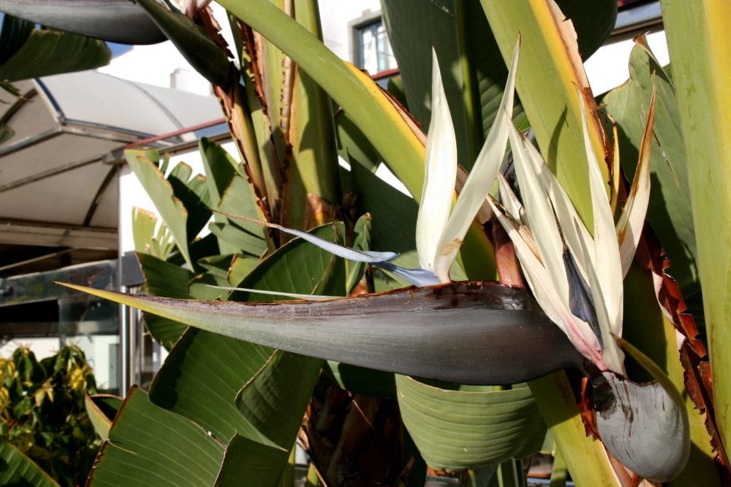 Strelitzia augusta: alba, nicolai y la estrelitzia arbórea