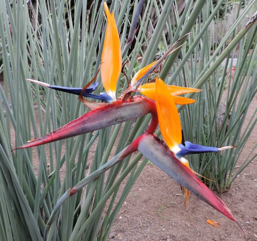 Mata de Strelitzia juncea con hojas reducidas a pecíolos cilíndricos