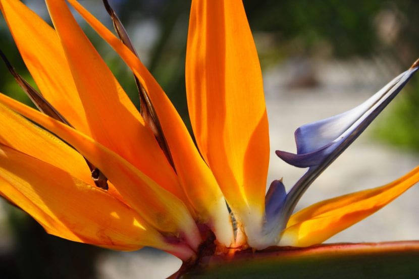 Vara floral de Strelitzia reginae con la espata y las flores emergiendo