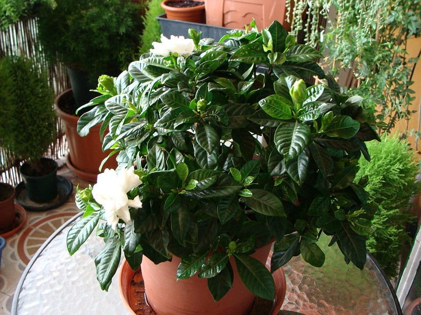 Planta en maceta preparada para recibir un tratamiento de hierro