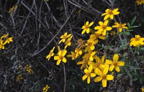 Abeja recogiendo polen en las flores amarillas del chincho