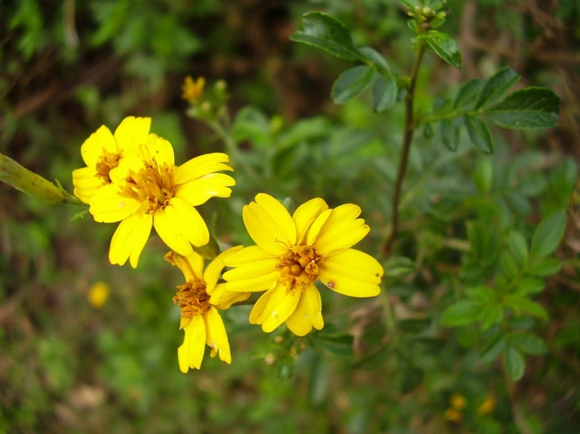 Tagetes elliptica: el chincho, el tagetes que se come