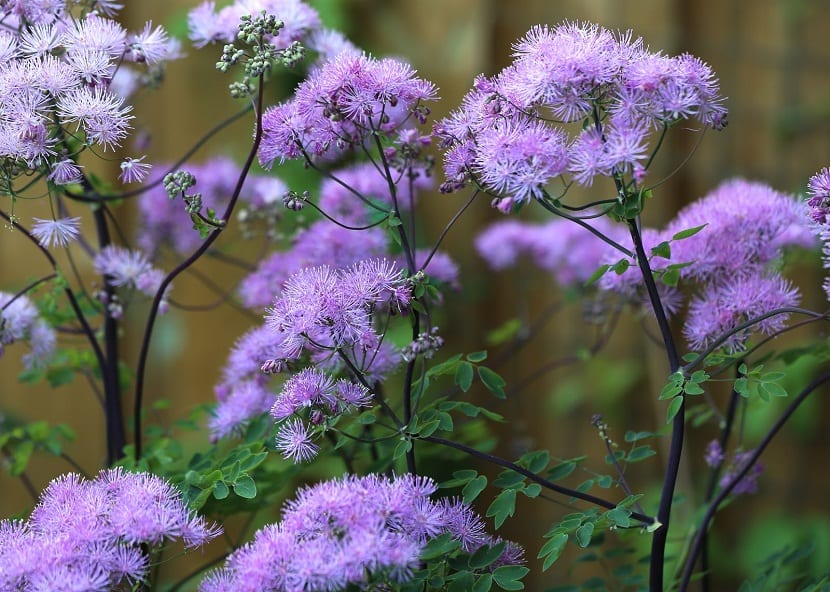 Talictro (Thalictrum aquilegifolium): la flor sin pétalos